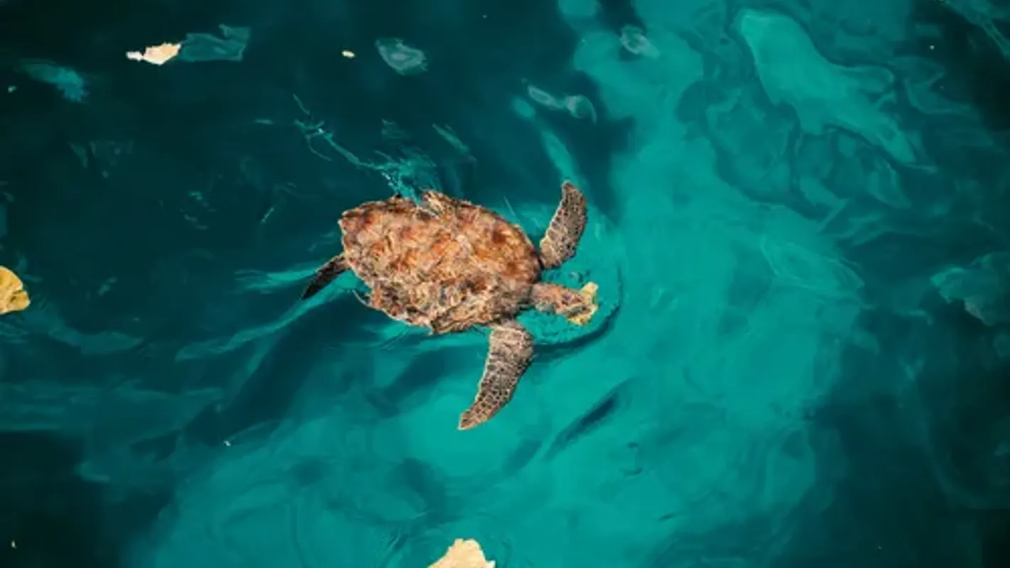 SCHILDPADDEN SPOTTEN