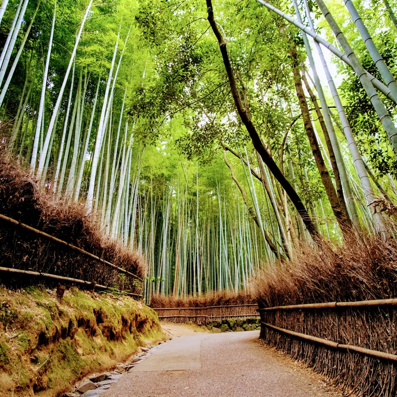 ARASHIYAMA