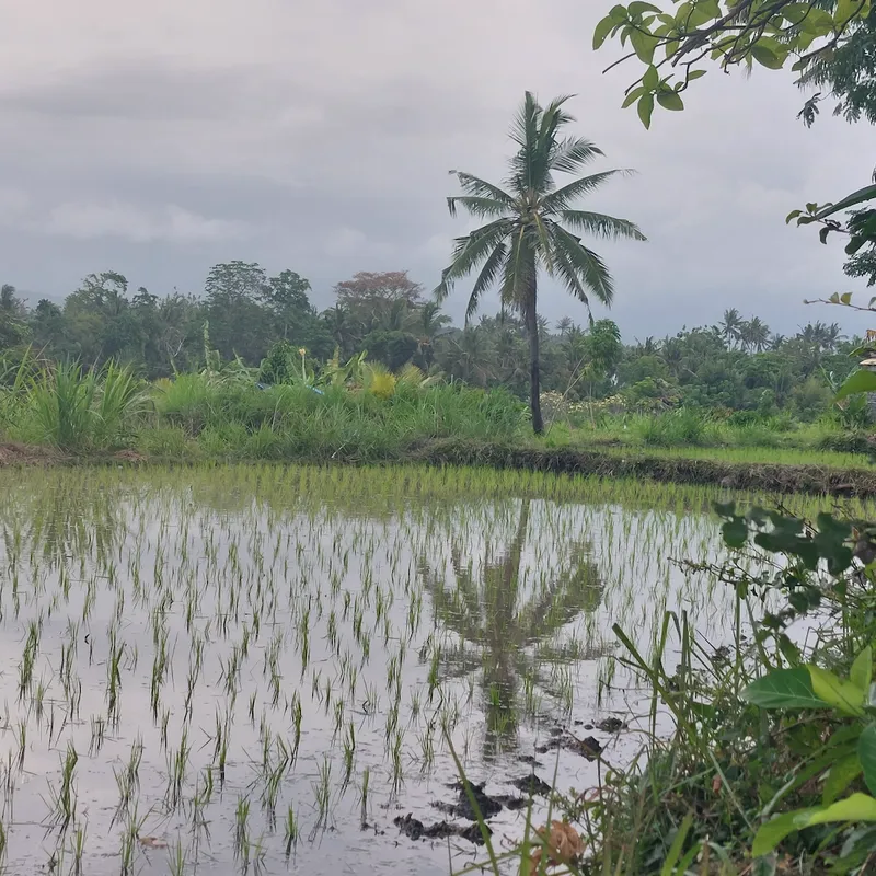 excursie - rijstplantage bezoek - Bali - jeugd - buitenland