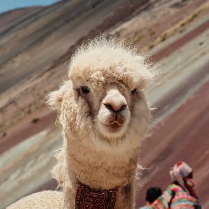 Rondreis - Peru - Explore - Summer Bash jongerenreizen