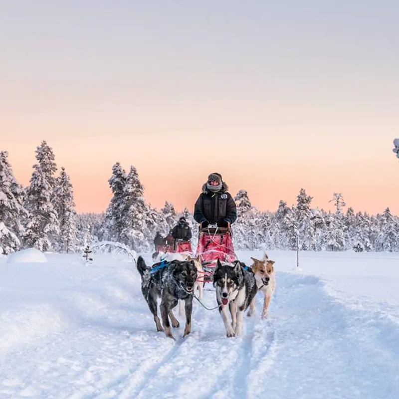 excursie - huskytocht - noorderlicht - jeugd - travel