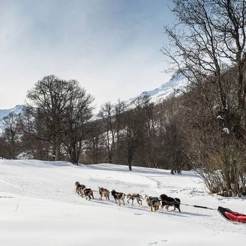 excursie - wandelen met noorse honden - Les deux alpes - jeugd - travel
