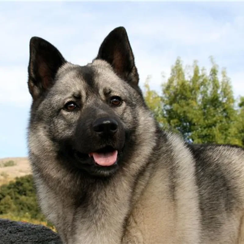 excursie - wandelen met noorse honden - Les deux alpes - jeugd - travel