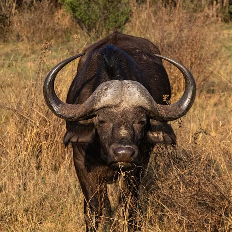 Buffel | Zuid-Afrika | Summer Bash Jongerenreizen