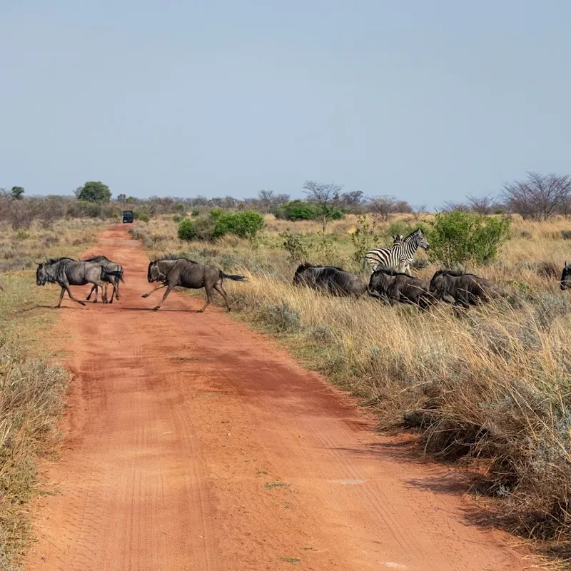 Wildebeest | Zuid-Afrika | Summer Bash Jongerenreizen