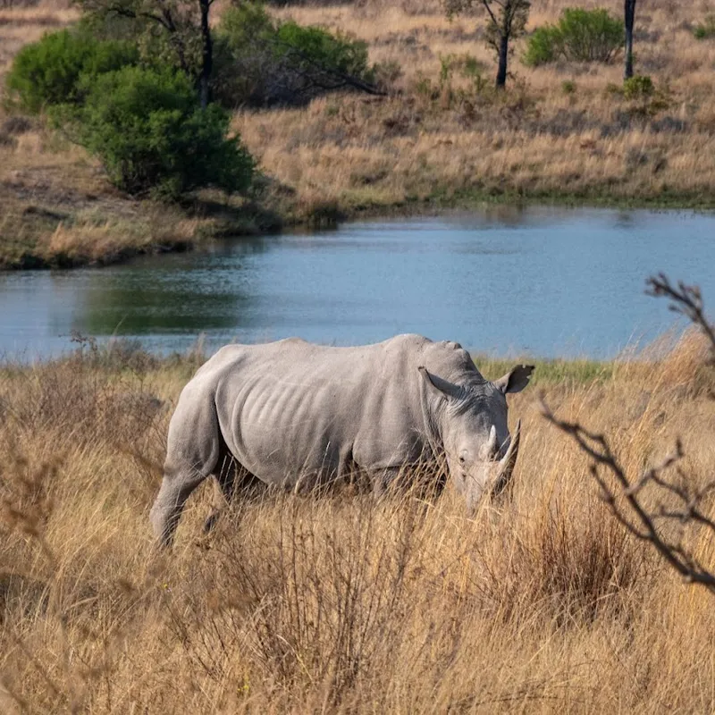 Neushoorn | Zuid-Afrika | Summer Bash Jongerenreizen