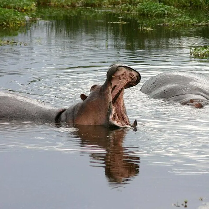 Hippo | Zuid-Afrika | Summer Bash Jongerenreizen