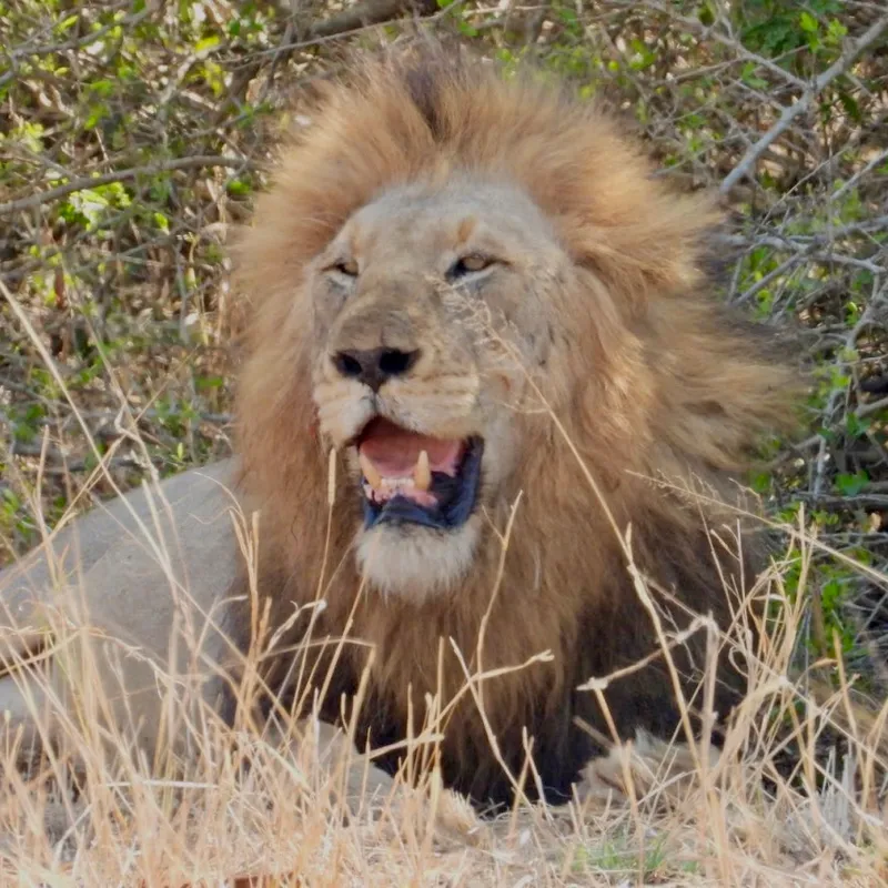 Leeuw | Zuid-Afrika | Summer Bash Jongerenreizen-27dcd914-5037-4e0f-b986-363dca32389f