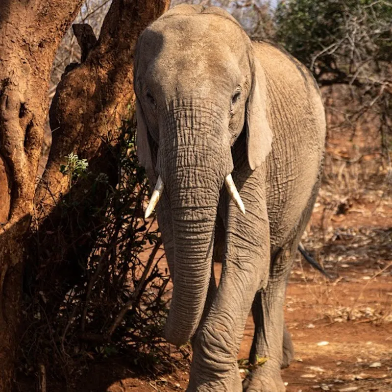 olifant | Zuid-Afrika | Summer Bash Jongerenreizen