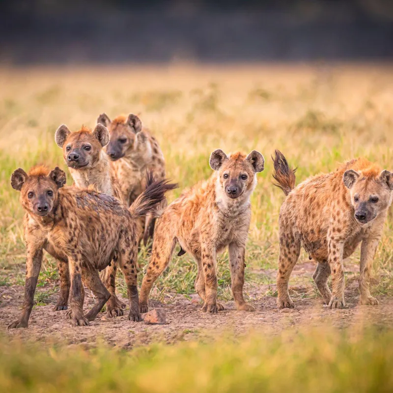 Tanzania - Summer Bash - Jongeren reizen - Rondreis