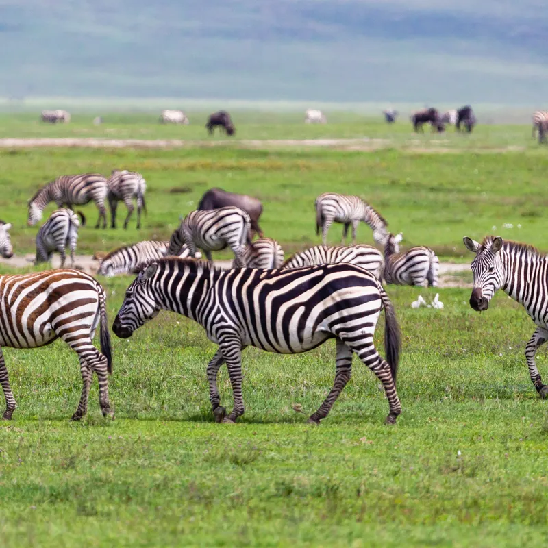 Tanzania - Summer Bash - Jongeren reizen - Rondreis