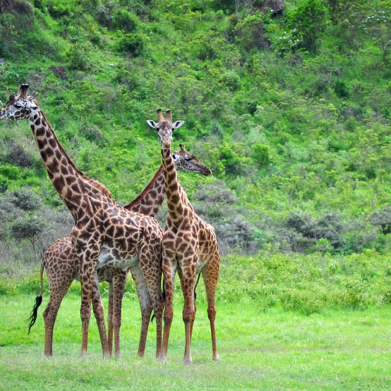 Tanzania - Summer Bash - Jongeren reizen - Rondreis