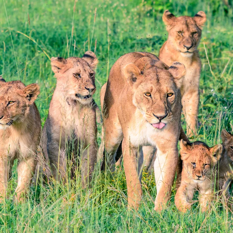 Tanzania - Summer Bash - Jongeren reizen - Rondreis