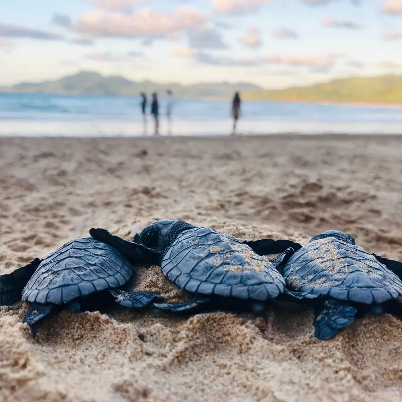 zeeschildpadden-sri-lanka-rondreis-jongeren-vakantie