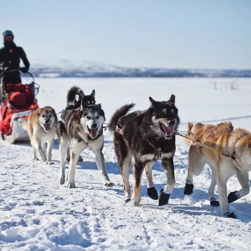excursie - huskytocht - noorderlicht - jeugd - travel