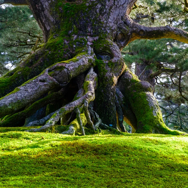 fumiaki_hayashi_A7OwGyjaMXg_unsplash-88fe68ec-53e1-47b2-9011-e243afda64b3