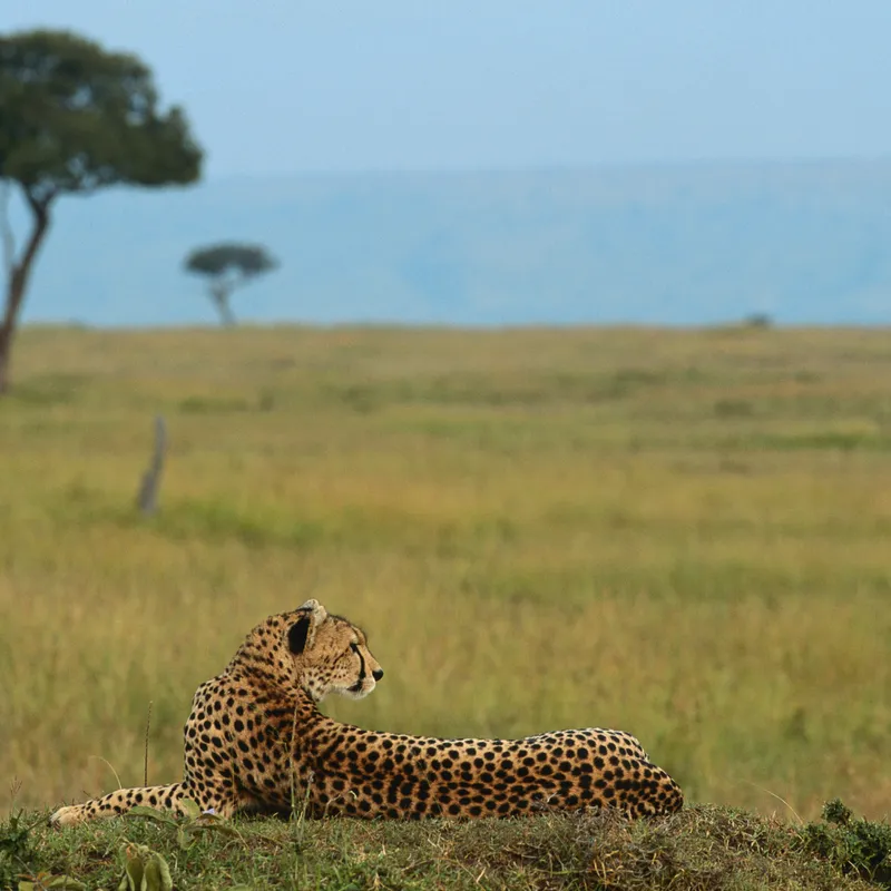 Yala Safari - Jeep Tour - Explore - Sri Lanka - Summer Bash Jongerenreizen
