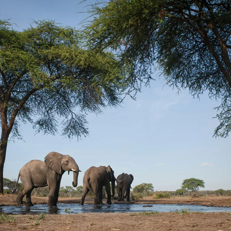 Yala Safari - Jeep Tour - Explore - Sri Lanka - Summer Bash Jongerenreizen
