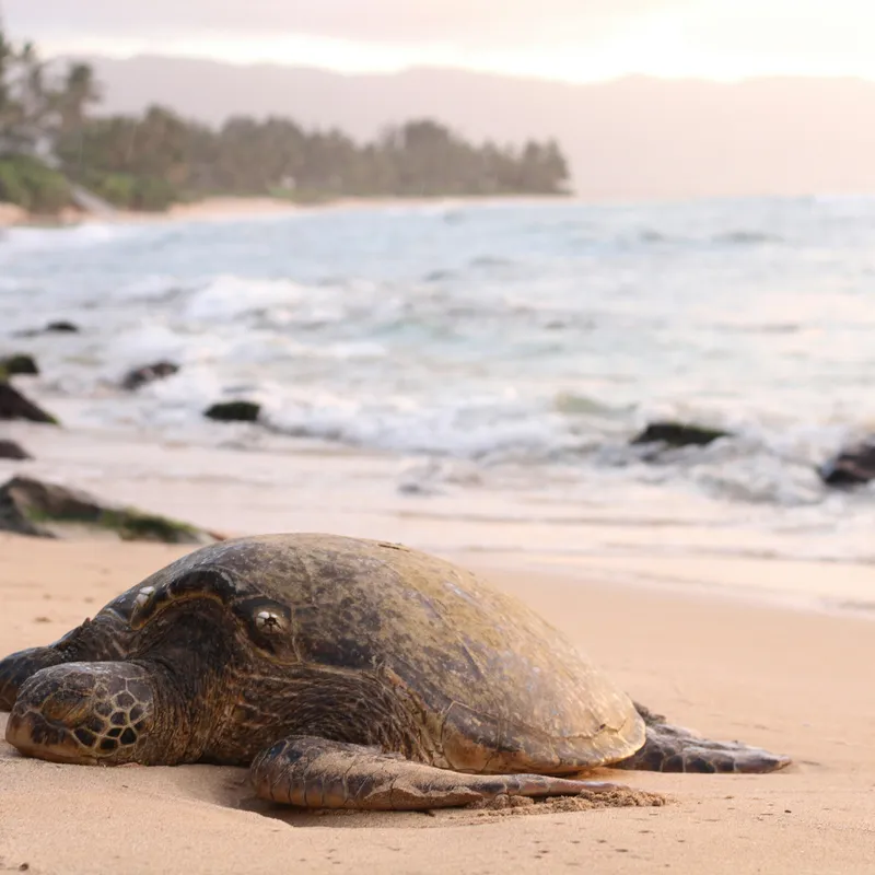 zeeschildpadden-sri-lanka-rondreis-jongeren-vakantie