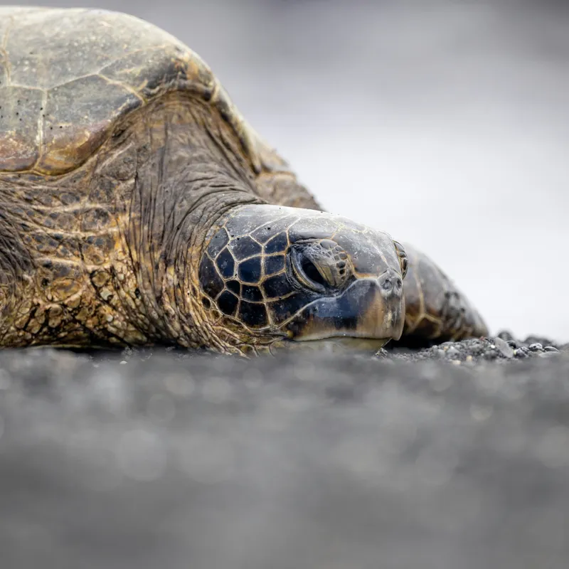zeeschildpadden-sri-lanka-rondreis-jongeren-vakantie