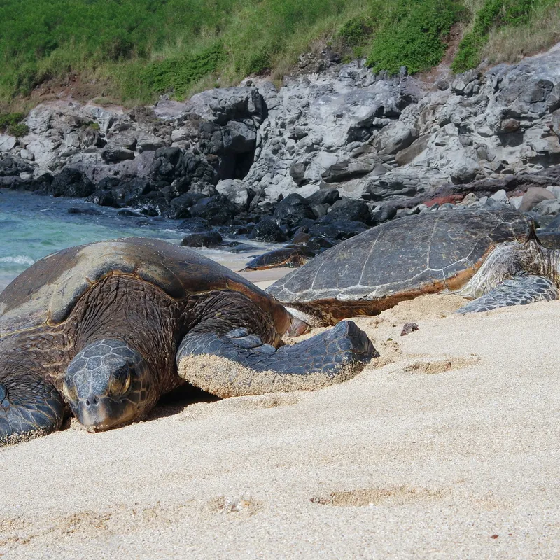 zeeschildpadden-sri-lanka-rondreis-jongeren-vakantie