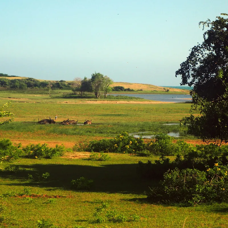 Yala Safari - Jeep Tour - Explore - Sri Lanka - Summer Bash Jongerenreizen